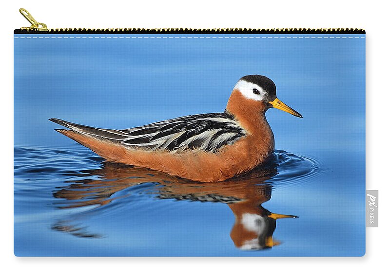 Red Phalarope Zip Pouch featuring the photograph Dominatrix by Tony Beck