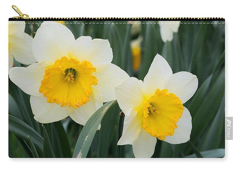 Daffodils Carry-all Pouch featuring the photograph Double Daffodils by Holden The Moment