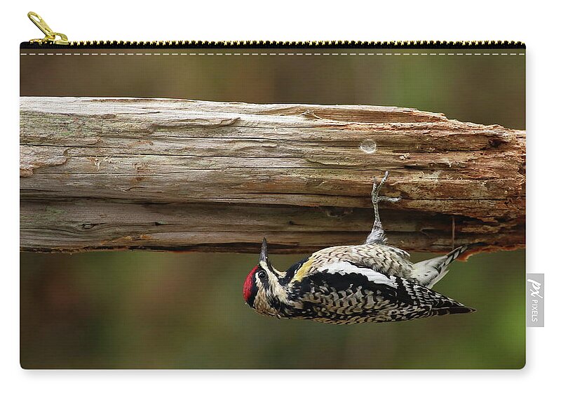 Bird Zip Pouch featuring the photograph Hairy Woodpecker by Daniel Reed