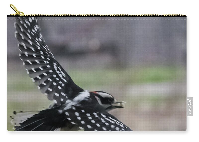 Jan Zip Pouch featuring the photograph Downy Woodpecker in Flight by Holden The Moment