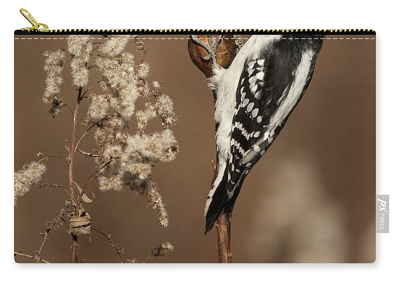 Downy Woodpecker Zip Pouch featuring the photograph Downy Woodpecker On Goldenrod Gall by Marie Read