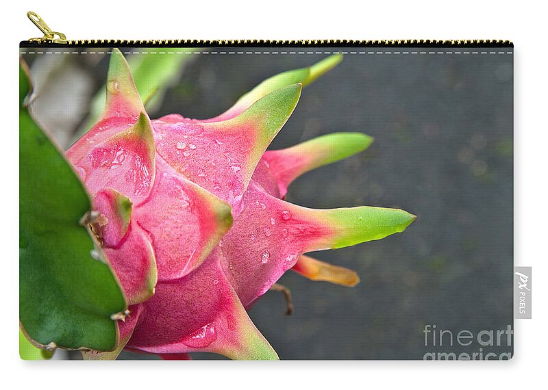 Dragon Fruit Zip Pouch featuring the photograph Dragon Fruit On Plant by Inga Spence