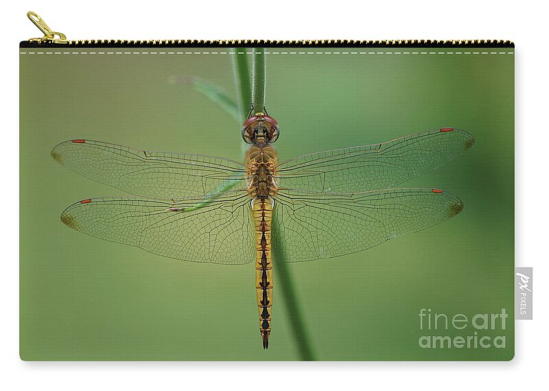 Dragonfly Zip Pouch featuring the photograph Dragonfly Gold by Robert E Alter Reflections of Infinity