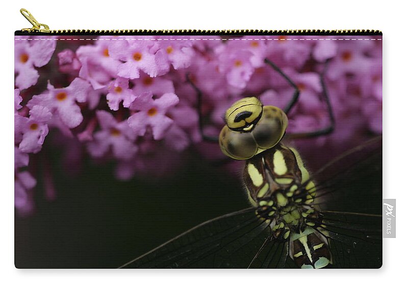 Dragonfly Hawker Purple Yellow Insect Dark Garden Zip Pouch featuring the photograph Dragonfly by Ian Sanders