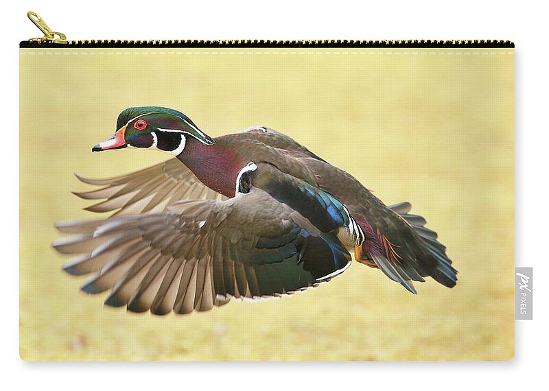 Drake Flying Low Zip Pouch featuring the photograph Drake flying low by Lynn Hopwood