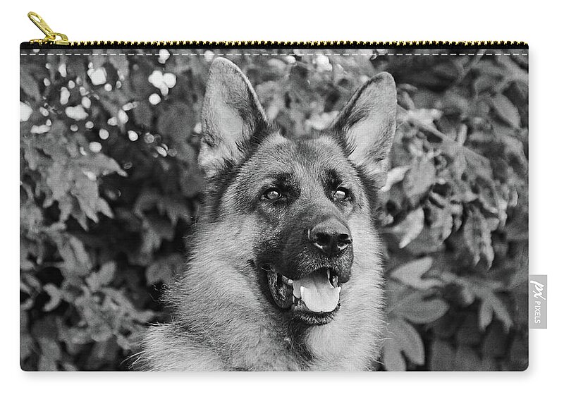 German Shepherd Zip Pouch featuring the photograph Drake Watching by Sandy Keeton