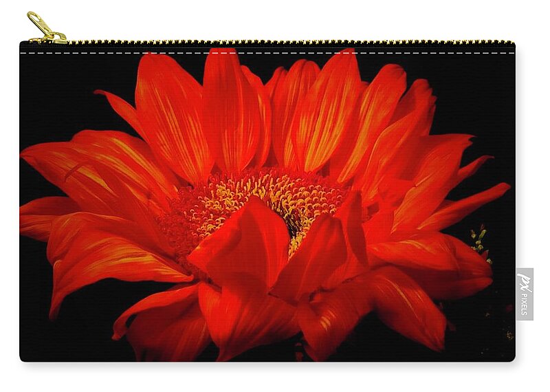 Flower Zip Pouch featuring the photograph Dramatic in Red   Gerbera Daisy by Margie Avellino