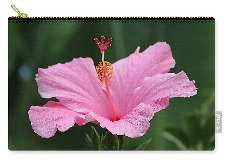 Hibiscus Zip Pouch featuring the photograph Dreaming of the Tropics by DiDesigns Graphics