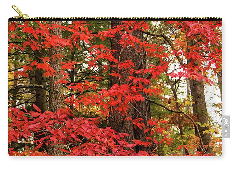 Forest Zip Pouch featuring the photograph Dressed In Red by Jo Ann Gregg