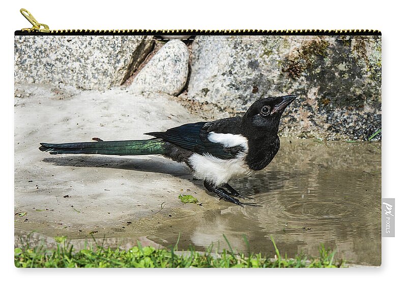 Drinking Magpie Zip Pouch featuring the photograph Drinking by Torbjorn Swenelius