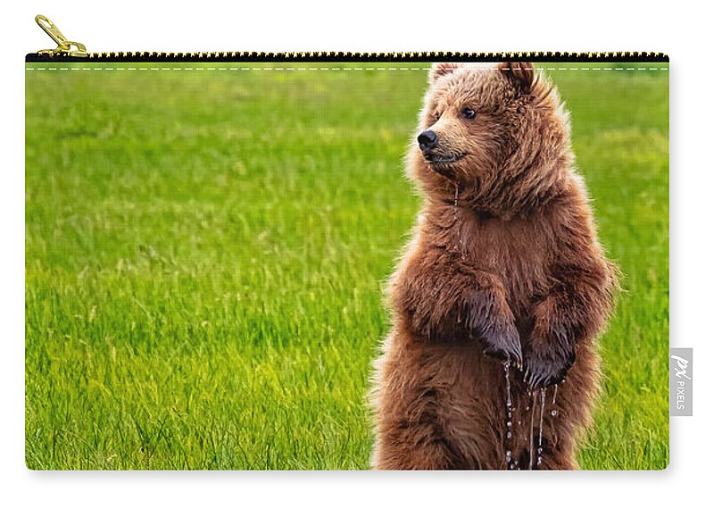 Bear Zip Pouch featuring the photograph Dripping Wet Bear Cub by Roberta Kayne