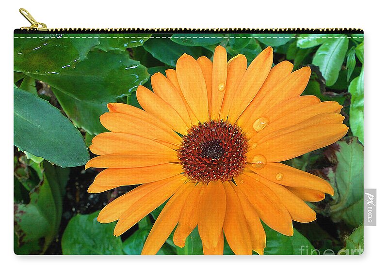 Daisy Zip Pouch featuring the photograph Droplets on a Daisy by Sue Melvin