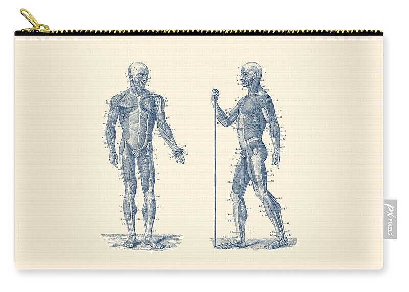 Muscles Zip Pouch featuring the drawing Dual View Human Muscle System - Vintage Anatomy by Vintage Anatomy Prints