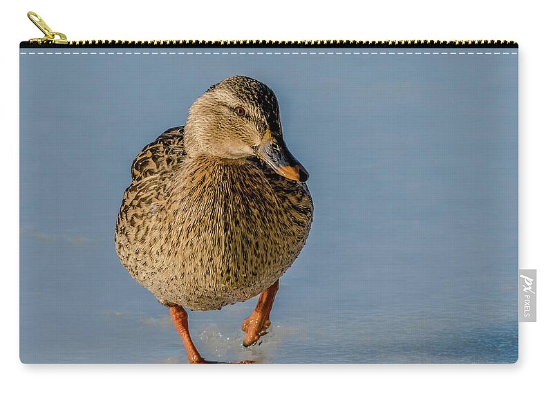 Duck Zip Pouch featuring the photograph Duck Walk On Ice by Yeates Photography