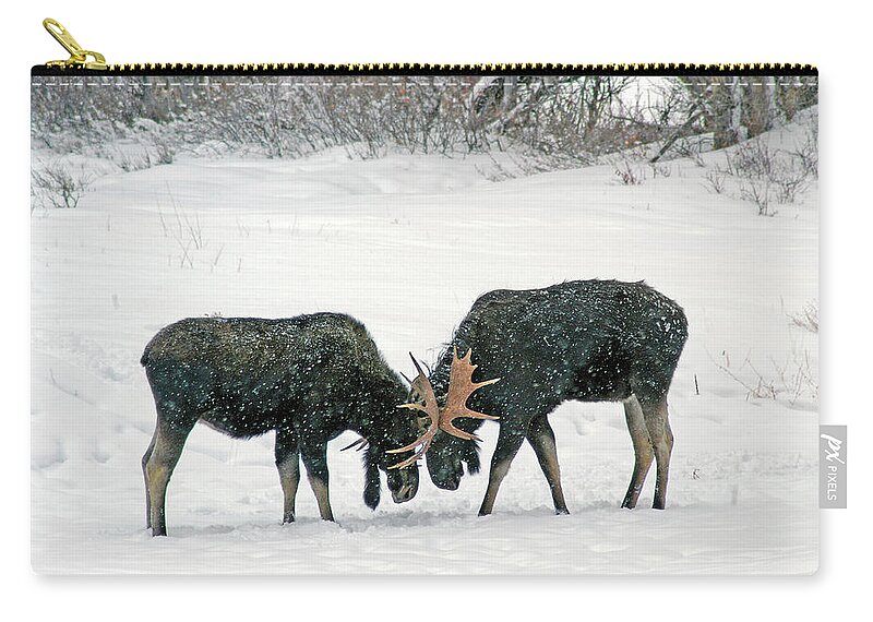 Duel Carry-all Pouch featuring the photograph Dueling Moose by Ted Keller