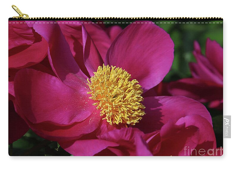 Dusted In Peony Pollen Zip Pouch featuring the photograph Dusted in Peony Pollen by Rachel Cohen