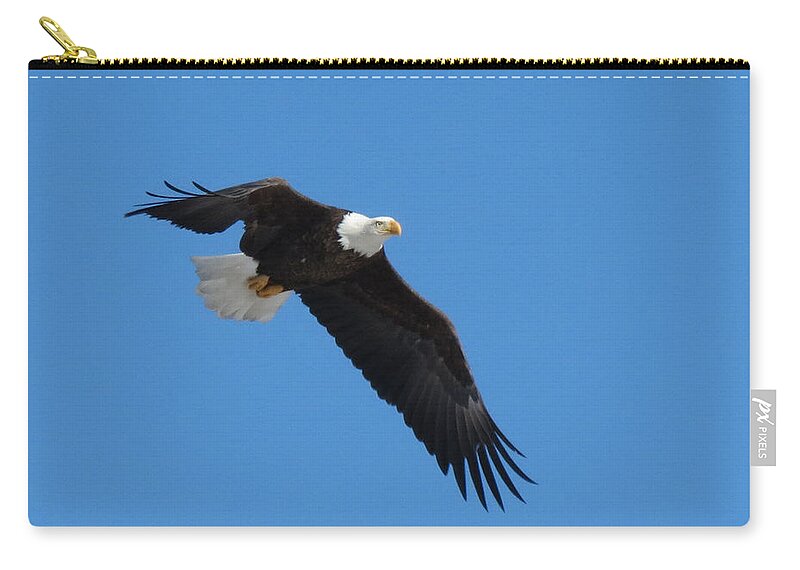 Bald Eagle Zip Pouch featuring the photograph Eagle Flight by Darcy Tate