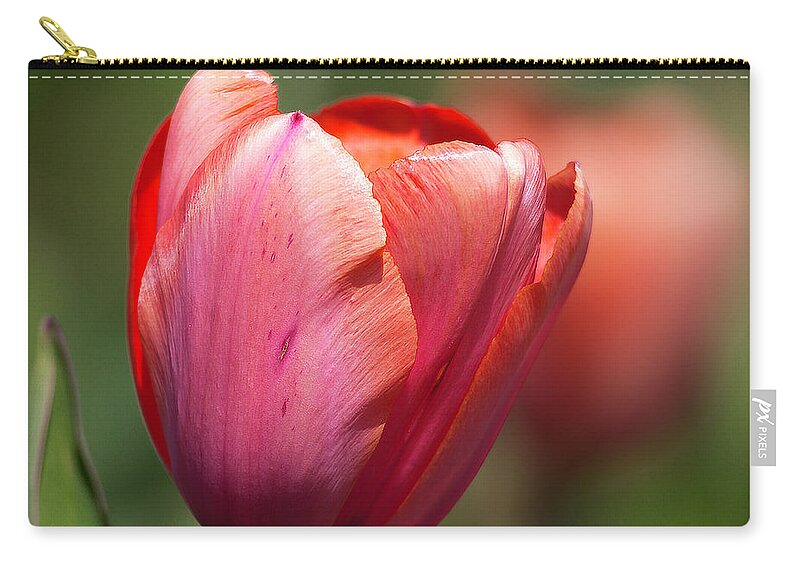 Tulip Zip Pouch featuring the photograph Early riser by Edward Kreis