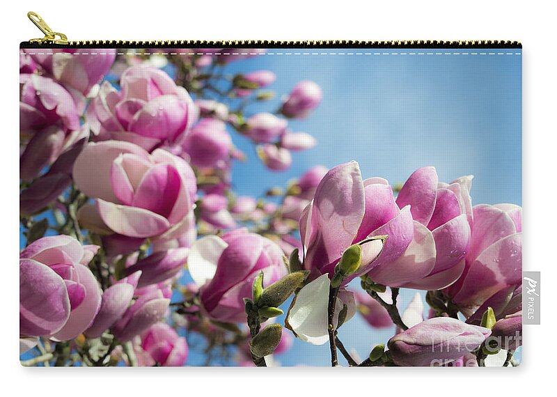 Magnolia Zip Pouch featuring the photograph Early Spring Magnolia by Angela DeFrias