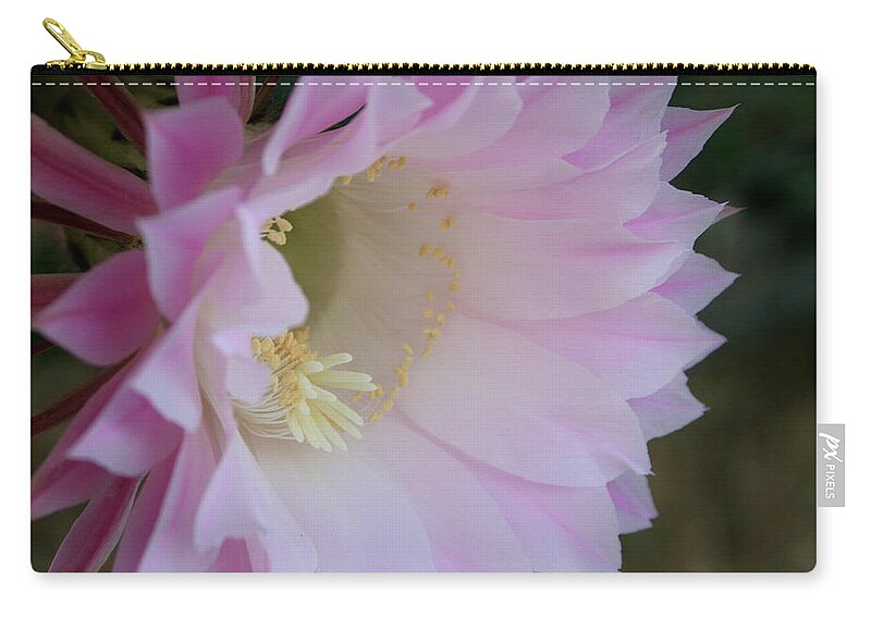Cactus Easter Lily Bloom Zip Pouch featuring the painting Easter Lily Cactus East 2 by Marna Edwards Flavell