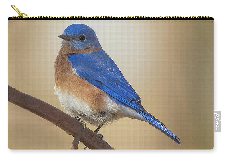 Birds Zip Pouch featuring the photograph Eastern Blue Bird Male by David Waldrop