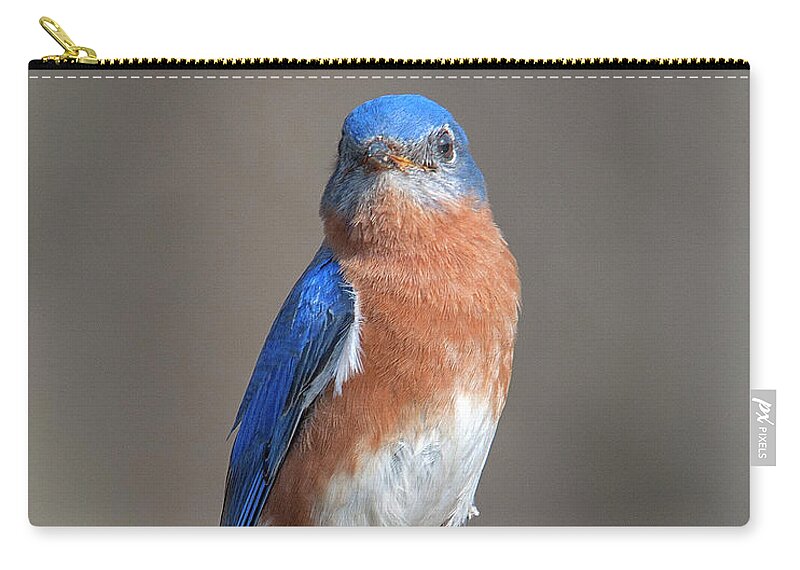 Nature Zip Pouch featuring the photograph Eastern Bluebird DSB0300 by Gerry Gantt