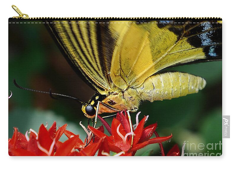 Eastern Tiger Swallowtail Zip Pouch featuring the photograph Eastern Tiger Swallowtail by Olga Hamilton