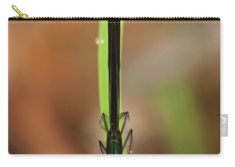 Damselfly Zip Pouch featuring the photograph Ebony Jewelwing by Paul Rebmann