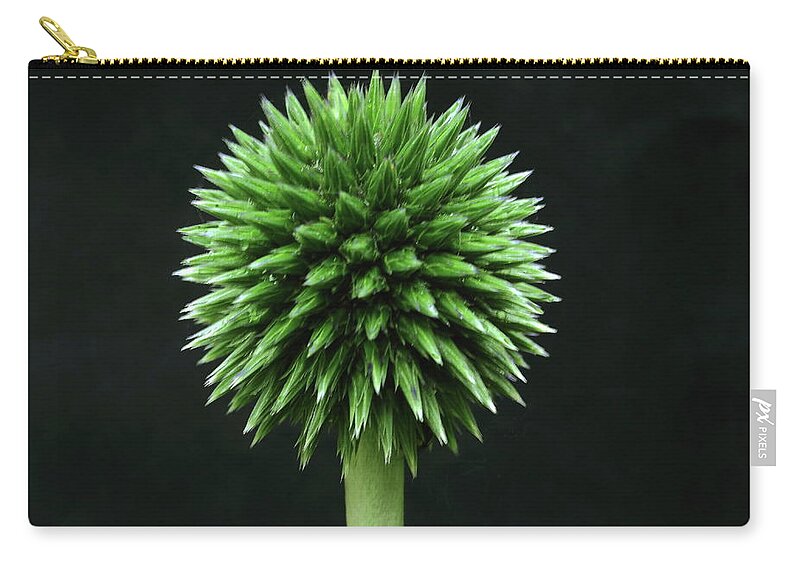 Flower Echinops Flower Head Green Plant Horticulture Abstract Minimalist Black Background Structural Stem Stalk Raindrops Zip Pouch featuring the photograph Echinops by Jeff Townsend