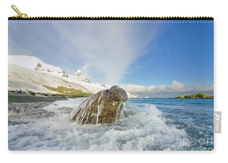 00420017 Zip Pouch featuring the photograph Elephant Seal in the Surf by Yva Momatiuk and John Eastcott