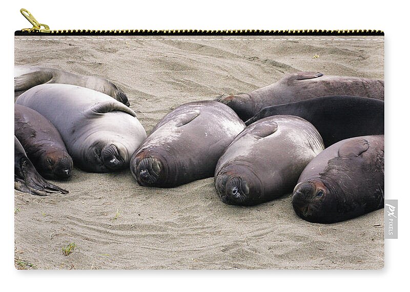 Seals Zip Pouch featuring the photograph Elephant Seals by Anthony Jones