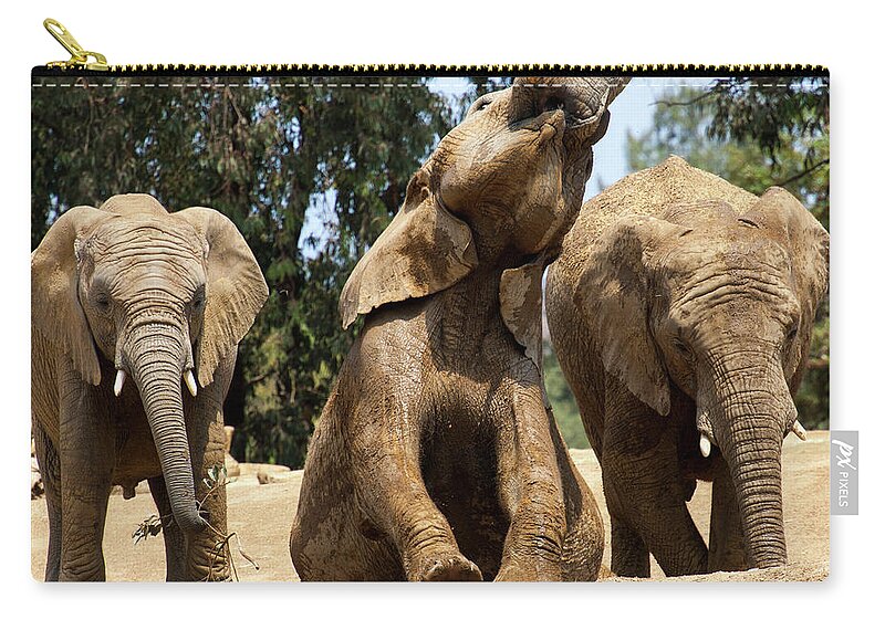 Elephants Zip Pouch featuring the photograph Elephants by Anthony Jones