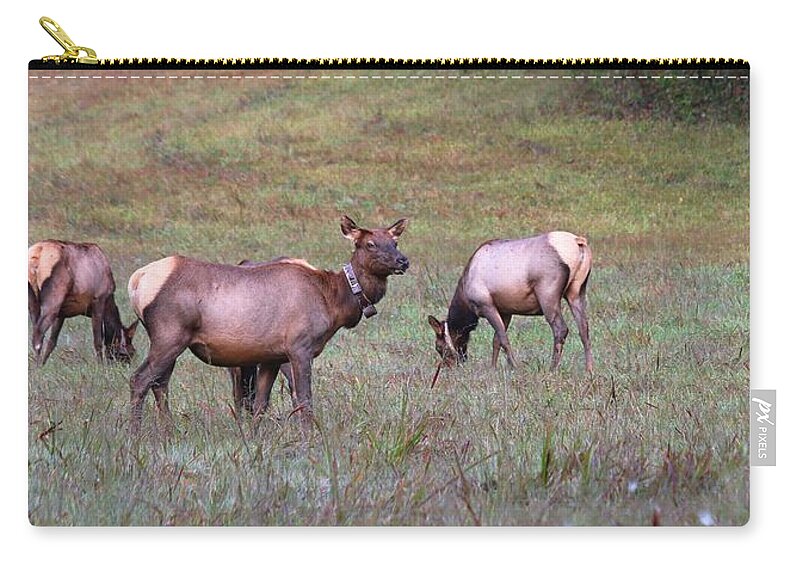 Bull Elk Zip Pouch featuring the photograph Elk Cows Grazing In the Great Smoky Mountain National Park by Carol Montoya
