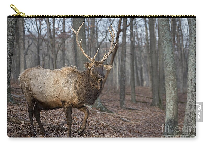 Bull Zip Pouch featuring the photograph Elk Up Close by Andrea Silies