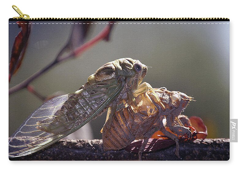 Cicada Zip Pouch featuring the photograph Emerging - Cicada 1 by DArcy Evans