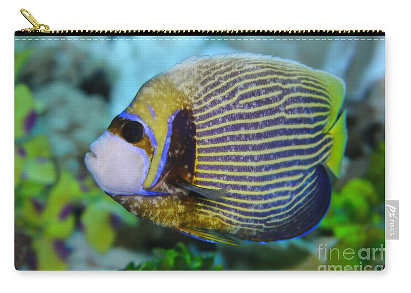 Emperor Angelfish Zip Pouch featuring the photograph Emperor Angelfish Adult by Olga Hamilton