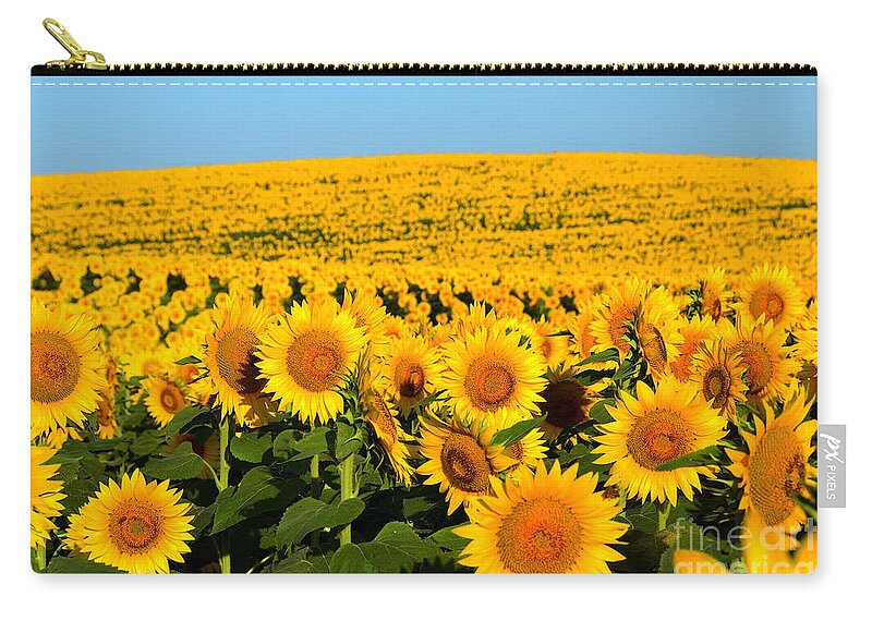 Helianthus Annuus Zip Pouch featuring the photograph Endless Sunflowers by Catherine Sherman