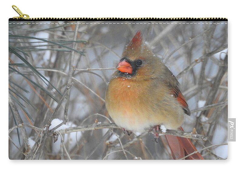 Cardinal Zip Pouch featuring the photograph Enjoying the Snow by Betty-Anne McDonald