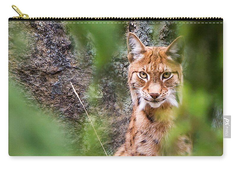 Eurasian Lynx Carry-all Pouch featuring the photograph Eurasian lynx by Torbjorn Swenelius