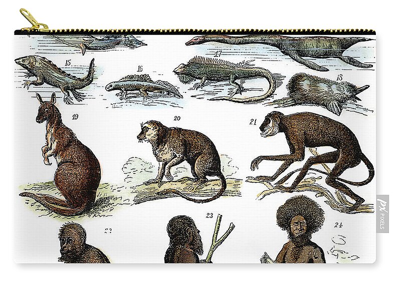 Evolution Chart Carry-all Pouch by Granger - Fine Art America