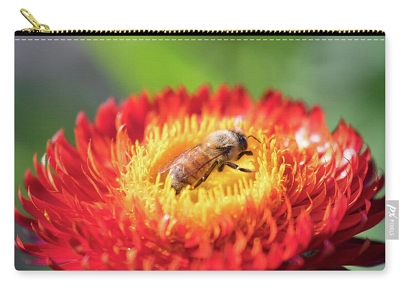 Apiary Bee Bees Buzzing Insect Closeup Close-up Flower Nature Natural Flowers Pollen Outside Outdoors Botanic Botanical Garden Gardening Ma Mass Massachusetts Newengland New England U.s.a. Usa Brian Hale Brianhalephoto Eye Of The Storm Bullseye Bulls Eye Wind Windy Zip Pouch featuring the photograph Eye of the Storm by Brian Hale