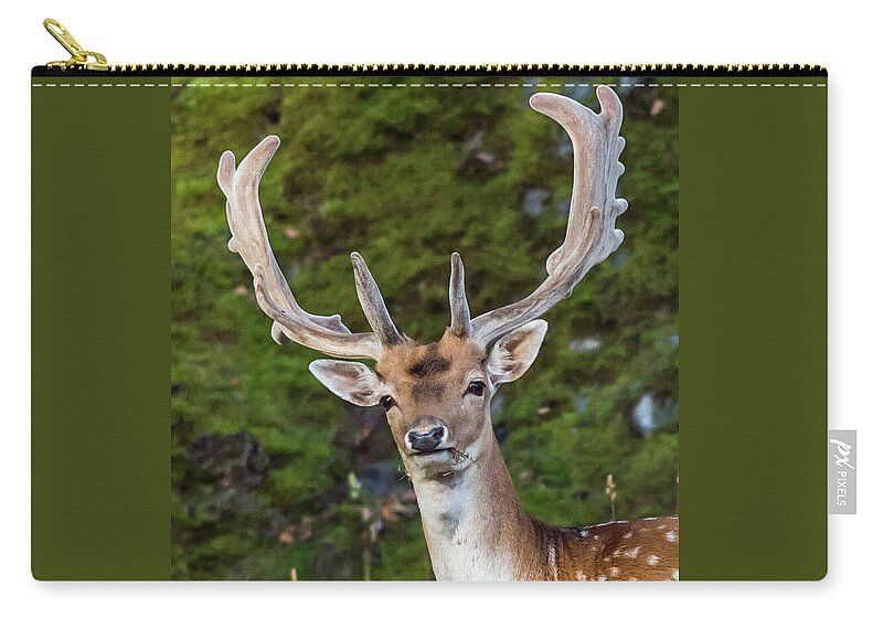 Fallow Deer Buck Zip Pouch featuring the photograph Fallow Deer Buck a closeup by Torbjorn Swenelius