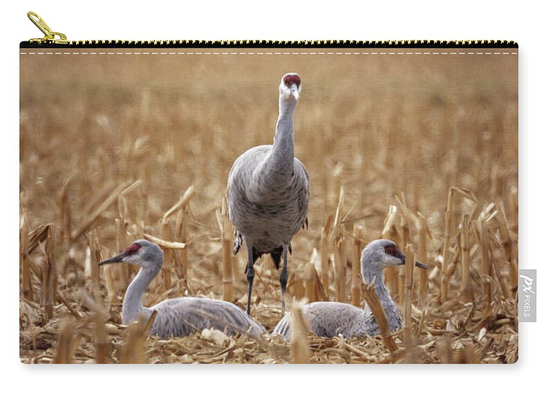 Sandhill Cranes Zip Pouch featuring the photograph Family of Three by Susan Rissi Tregoning