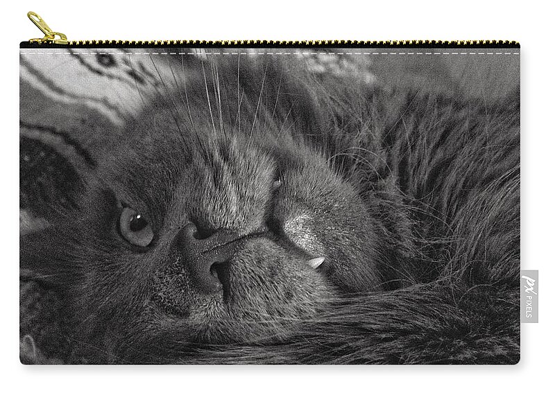 Cat Zip Pouch featuring the photograph Fang by Joseph Caban