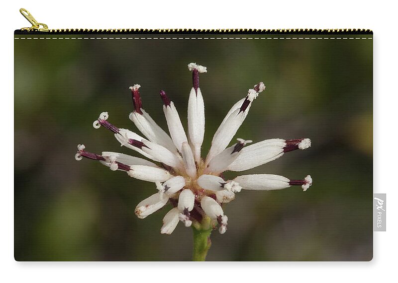 Palafox Zip Pouch featuring the photograph Feay's Palafox by Paul Rebmann