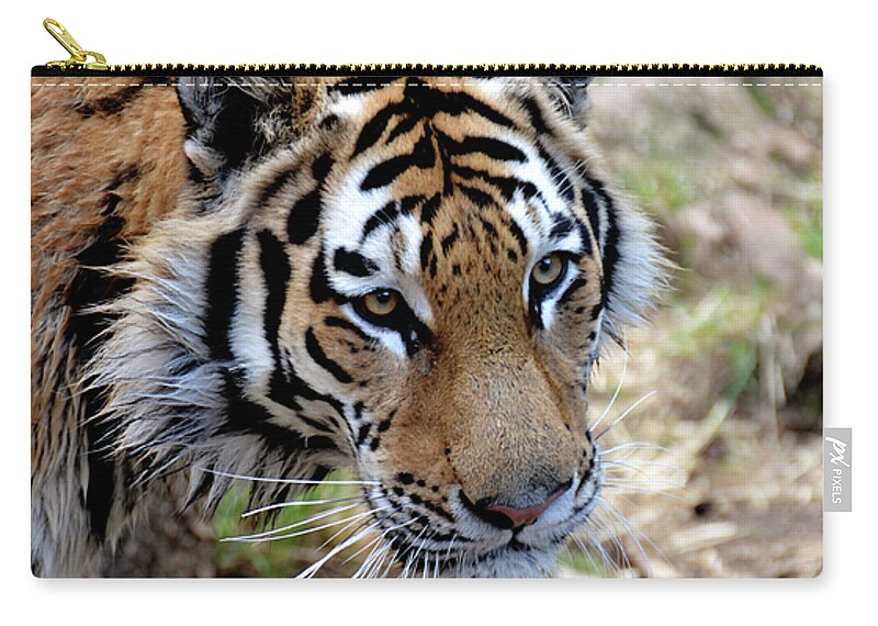 Tiger Zip Pouch featuring the photograph Feline Focus by Angelina Tamez