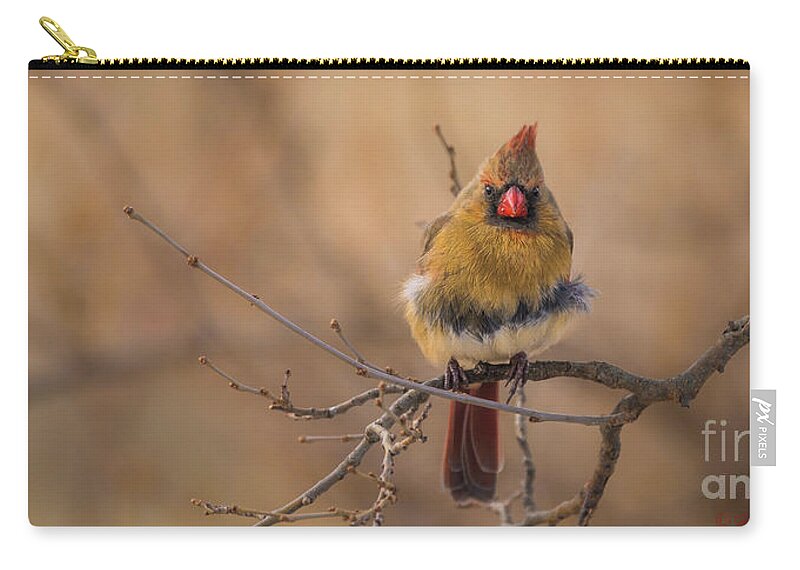 Aviary Zip Pouch featuring the photograph Female Cardinal Portrait by Heather Hubbard