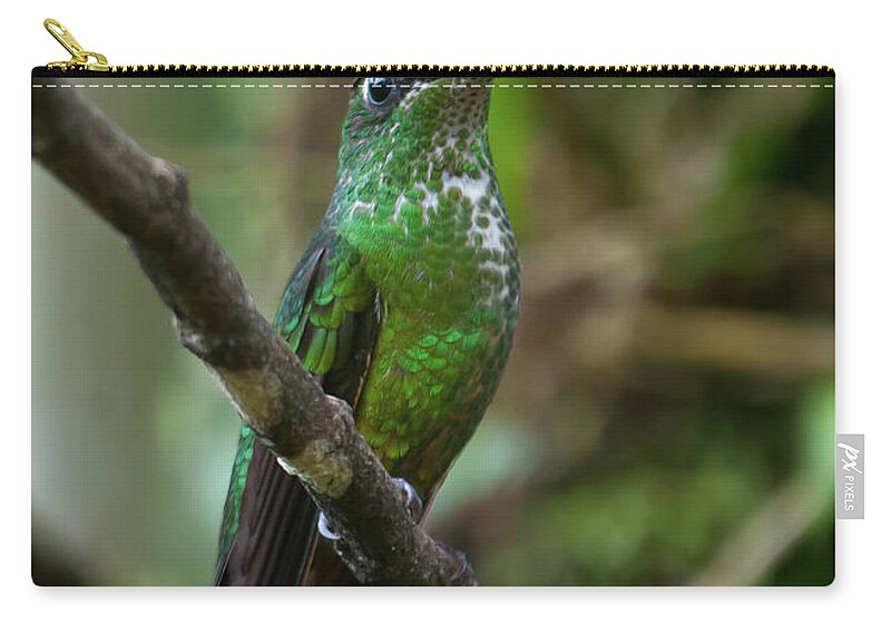 Empress Brilliant Zip Pouch featuring the photograph Female Empress Brilliant by Cascade Colors