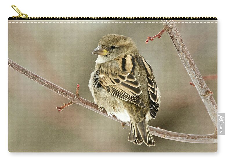 Female Zip Pouch featuring the photograph Female House Sparrow by Michael Peychich