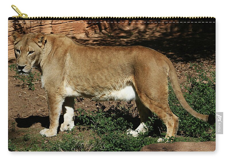 Lion Zip Pouch featuring the photograph Female Lion by Cathy Harper